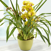 Cymbidium  Orchid
