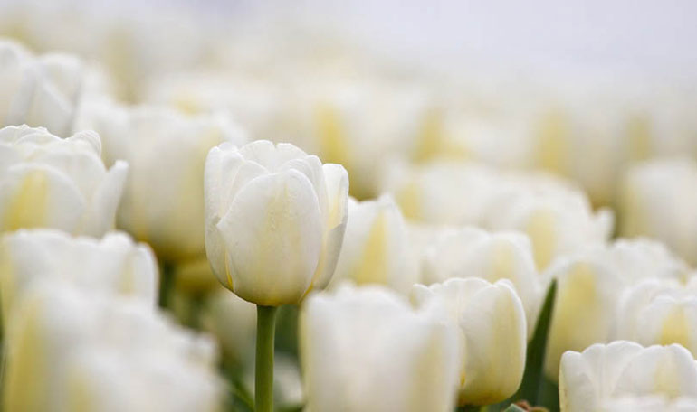 Funeral Flowers